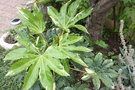 vignette fatsia japonica variegata