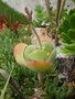 vignette cotyledon orbiculata obloga