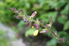 vignette Salvia omeiana : fleurs