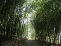 vignette bambous (alle)