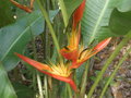 vignette heliconia spathocircinata (fleur)