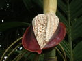 vignette Pinanga kuhlii (inflorescence)