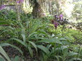 vignette orchides de terre (massif)