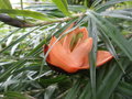 vignette Freycinetia multiflora (fleur)