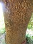 vignette Quercus ilex (chêne vert)