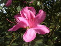 vignette Rhododendron (?) (fleur)