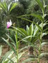 vignette arundina graminifolia (plante)