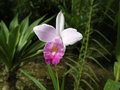 vignette arundina graminifolia (fleur)