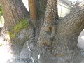 vignette Yucca elephantipes