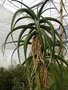 vignette Aloe barberae (bainesii)