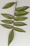 vignette Zanthoxylum oxyphyllum