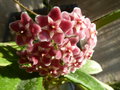 vignette Hoya pubicalyx 'Silver Pink'