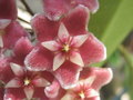 vignette Hoya pubicalyx 'Silver Pink'