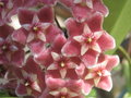 vignette Hoya pubicalyx 'Silver Pink'