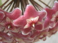 vignette Hoya pubicalyx 'Silver Pink'