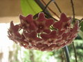 vignette Hoya pubicalyx 'Silver Pink'