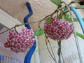 vignette Hoya pubicalyx 'Silver Pink'