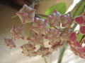 vignette Hoya pubicalyx 'Silver Pink'