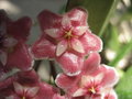 vignette Hoya pubicalyx 'Silver Pink'