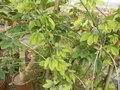 vignette Adenia fruticosa (feuillage)