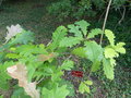 vignette Quercus macrocarpa