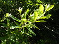 vignette Quercus polymorpha