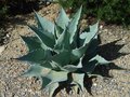 vignette Agave ovatifolia - aout 2011