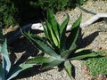 vignette Agave salmiana 'Crassispina' - aout 2011