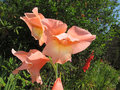vignette Glaeul - Gladiolus (semis spontan)