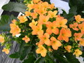 vignette Kalanchoe blossfeldiana orange