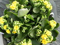 vignette Kalanchoe calandiva