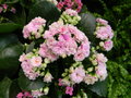 vignette Kalanchoe calandiva