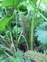 vignette Gunnera manicata