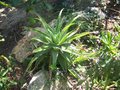vignette Aloe spinosissima
