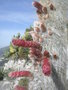 vignette Cleistocactus strausii (fleurs)