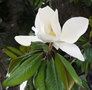 vignette magnolia feuilles persistantes