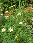 vignette Bidens aurea 'Hannay's Lemon Drop' fleur= Bidens heterophylla 'Hannay's Lemon Drop'
