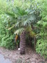vignette trachycarpus wagneriarus