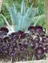 vignette Agave americana et Aeonium arboreum 'Zwartkop'