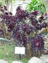 vignette Aeonium arboreum 'Zwartkop'