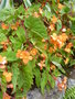 vignette Begonia sutherlandii