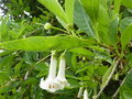 vignette Acnistus australis 'Alba' = Iochroma australis 'Alba' = Dunalia australis 'Alba'