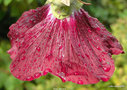 vignette Rose trmire (Alcea rosea L.)