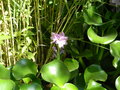 vignette 5 Eichhornia crassipes