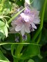 vignette 5 Eichhornia crassipes