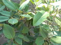 vignette 5 Magnolia delavayi