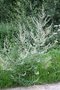 vignette Artemisia vulgaris