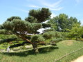 vignette 6 Pinus pentaphylla