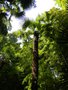 vignette 9 Trachycarpus fortunei