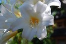vignette Amaryllis belladonna forme alba White Queen